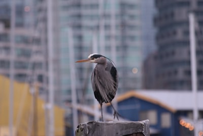 Birdwatch and enjoy nature photography