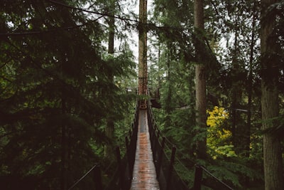 Photography of canyon and forest