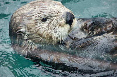 Watch animal feeding and trainer talks (sea lions, seals, otters)