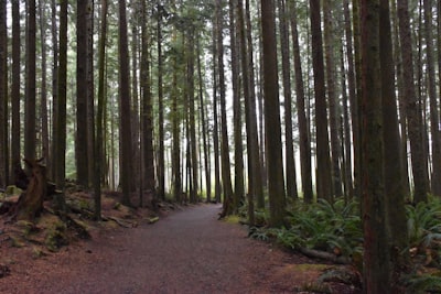 Visit the living forest trails and boardwalks