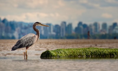 Wildlife and nature observation