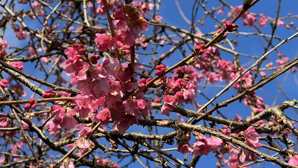 Cherry Blossom Festival