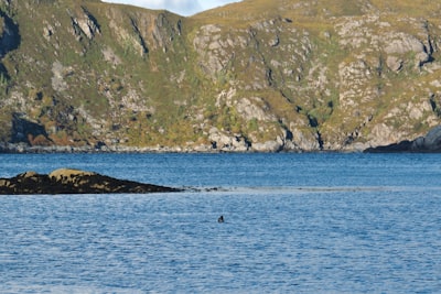 Look for seabirds and whales from the headland