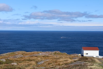 Whale and marine mammal watching