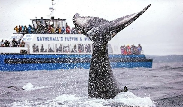 Gatherall's Puffin & Whale Watch