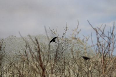 Birdwatching and nature photography