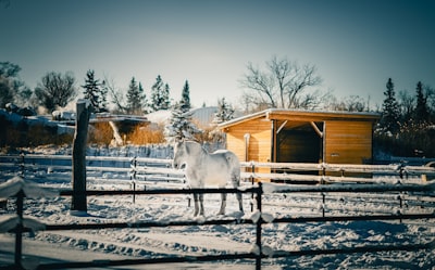 Horseback riding