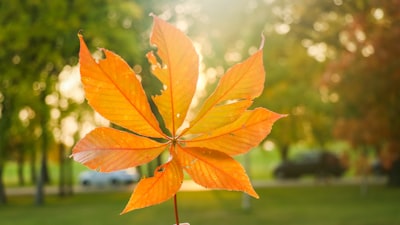 Visit the Leaf conservatory