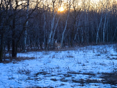 Bison viewing and wildlife spotting