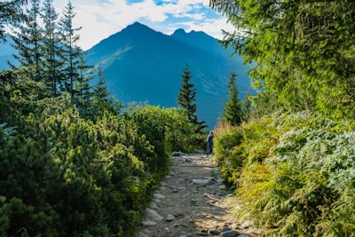 Hiking the forest trail