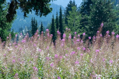 Wildflower meadow walks