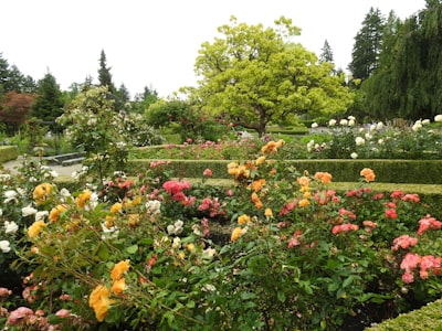 Visiting the Rose Garden