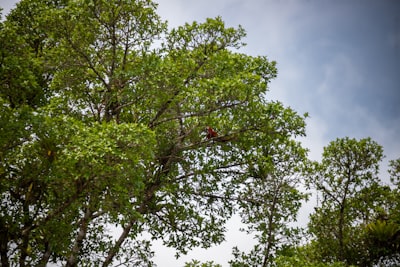 Treetops Adventure canopy walk