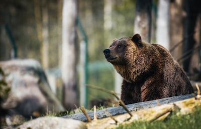 Visiting the resident grizzly bears