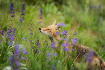 Wildlife spotting