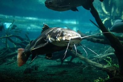 Exploring tropical fish exhibits