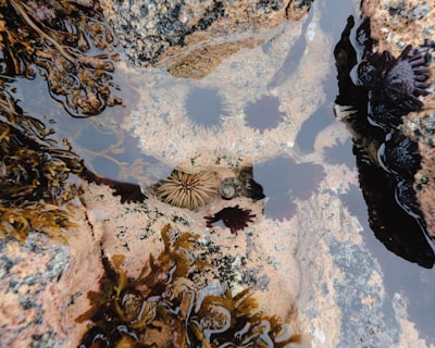 Touching tide pool creatures