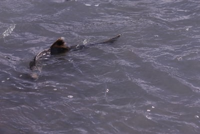 Watching dolphin and sea lion shows