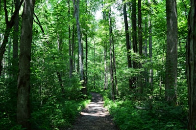 Hiking forest trails