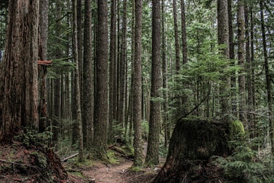 Hiking old-growth forest trails