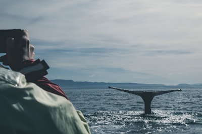 Whale and ship watching