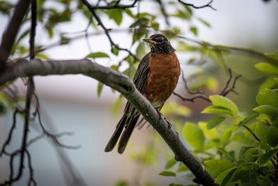Bird watching