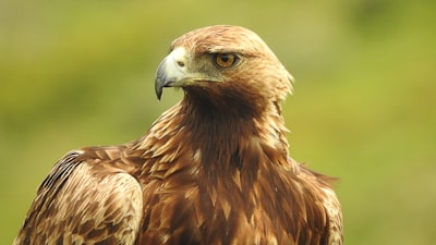 Birdwatching