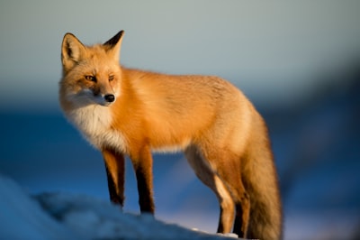 Wildlife watching