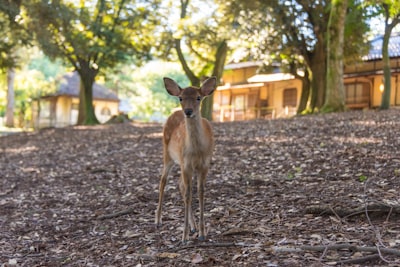Learning about local wildlife