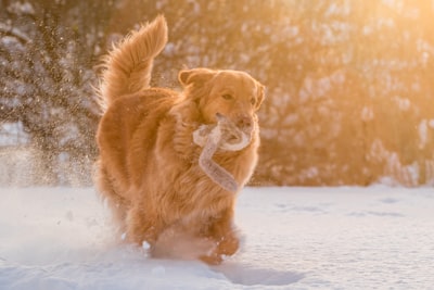Snowshoeing