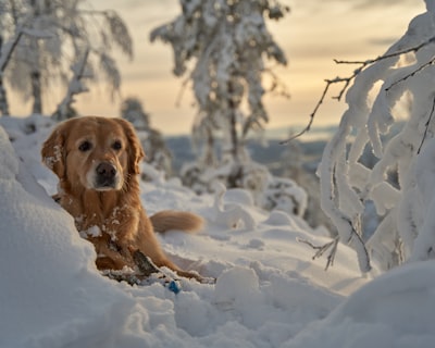 Snowshoeing in winter