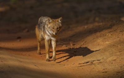 Learning about wolf conservation