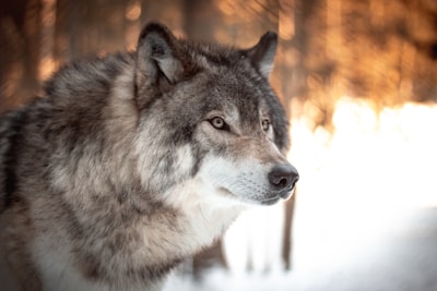 Wolf observation