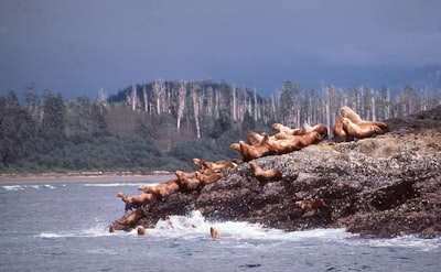 Whale watching