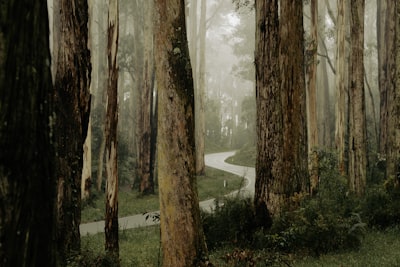 Walk through natural history dioramas