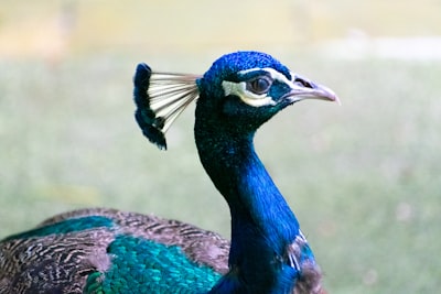See peacocks and waterfowl