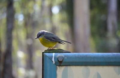 Photography and birdwatching