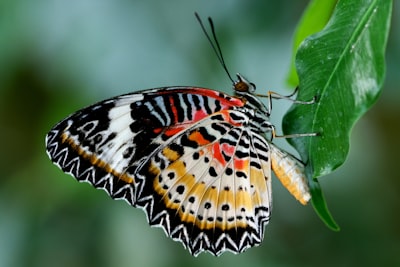 Learn about butterfly life cycles and conservation