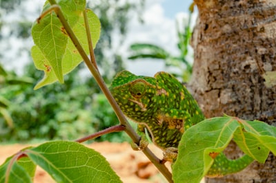 Observe tropical birds, frogs and koi