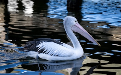 See koi ponds and tropical birds