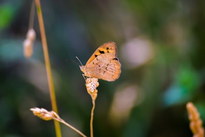 Walk among free-flying butterflies
