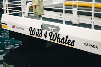 Ride a harbour or whale-watching boat