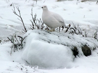 Birdwatching