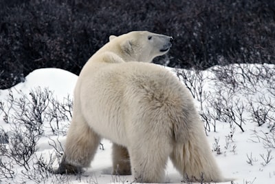 Polar bear watching