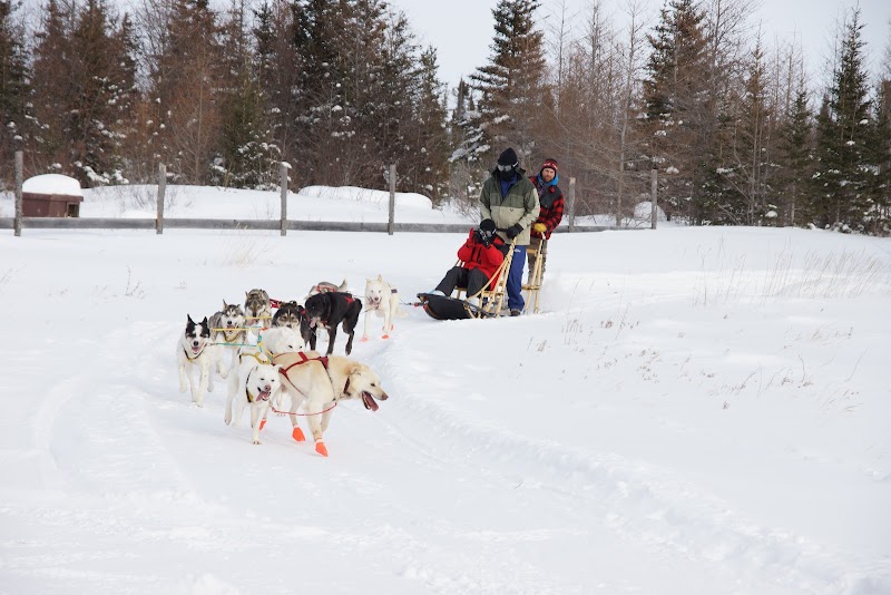Wapusk Adventures - Dog Sledding