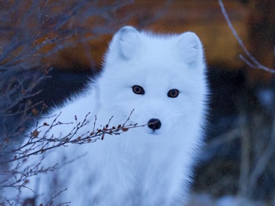 Arctic wildlife encounters
