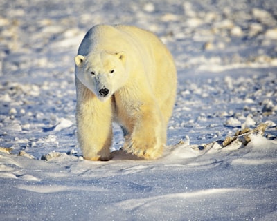 Guided polar bear photography