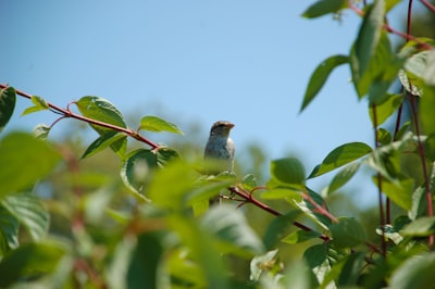 Bird and insect displays