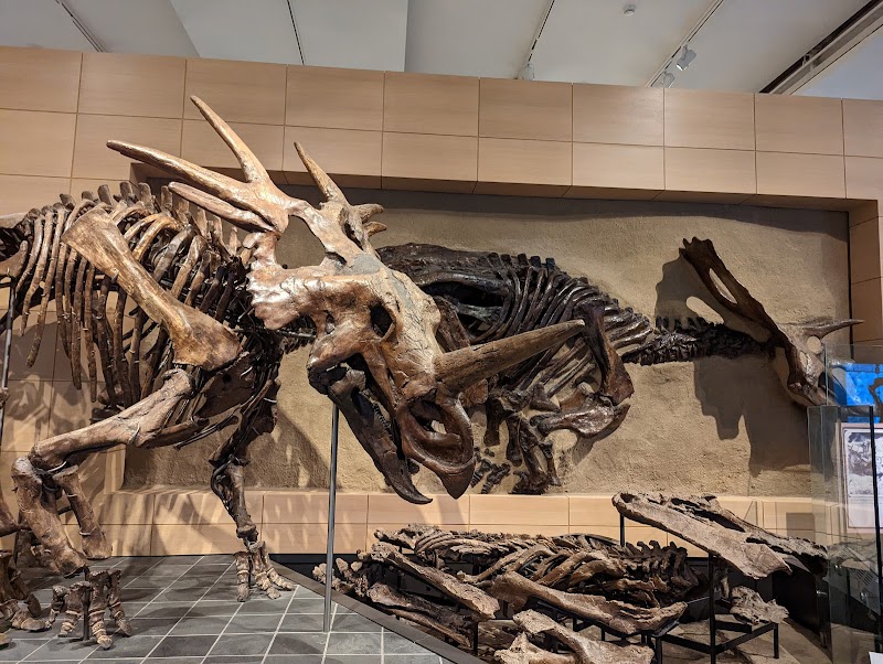 Canadian Museum of Nature / Musée canadien de la nature