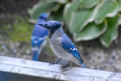 Wildlife watching